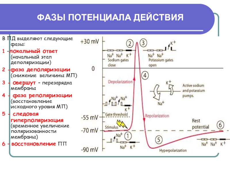 Потенциалом действия обладают