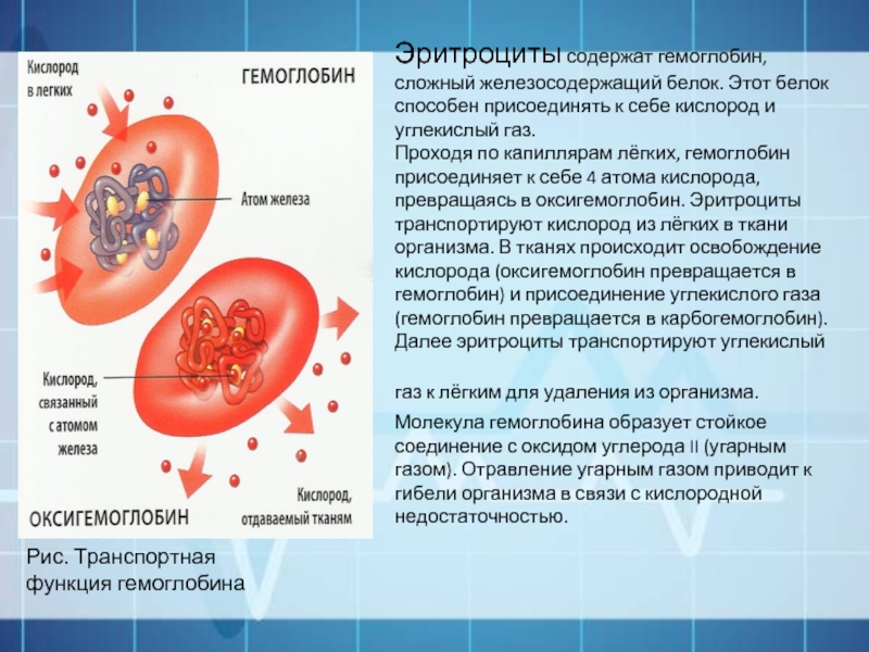 Гемоглобин содержится в