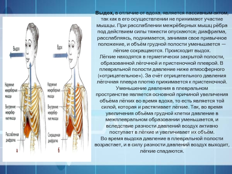 Вдох происходит при сокращении. При выдохе межреберные мышцы. Мышцы участвующие в акте вдоха и выдоха. При вдохе межреберные мышцы. Расслабление межреберных мышц.