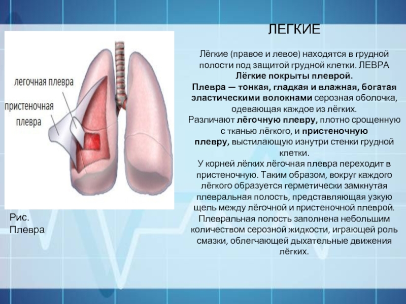 Легкие покрыты. Париетальная плевра легких. Легочная плевра строение. Париетальный листок плевры. Лёгочная плевра это в биологии.