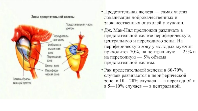 Доклад: Предстательная железа