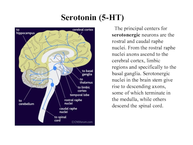 Serotonin (5-HT)	The principal centers for serotonergic neurons are the rostral and