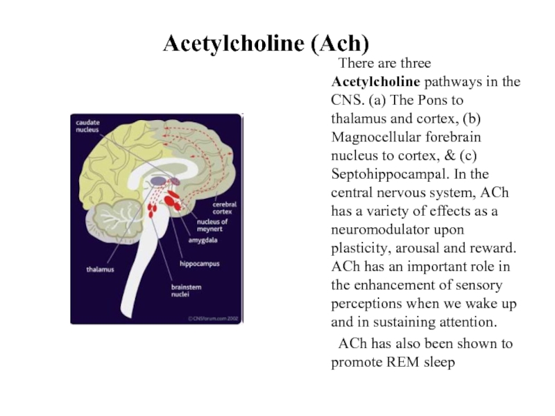 Acetylcholine (Ach)	There are three Acetylcholine pathways in the CNS. (a) The