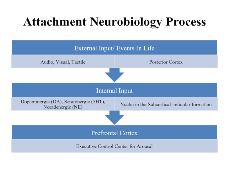 Attachment Neurobiology Process