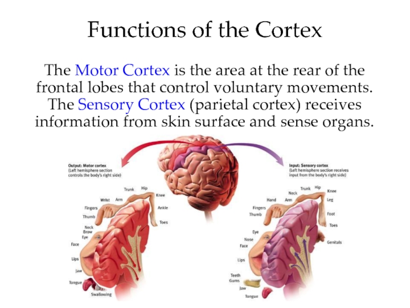 Functions of the CortexThe Motor Cortex is the area at the