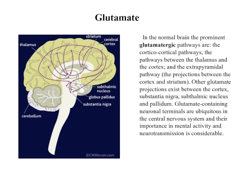 Glutamate	In the normal brain the prominent glutamatergic pathways are: the cortico-cortical