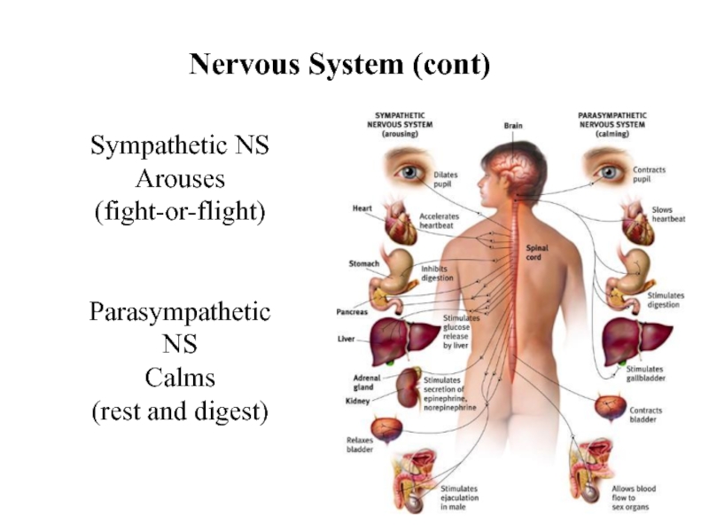 Nervous System (cont)Sympathetic NSArouses(fight-or-flight)ParasympatheticNS Calms(rest and digest)