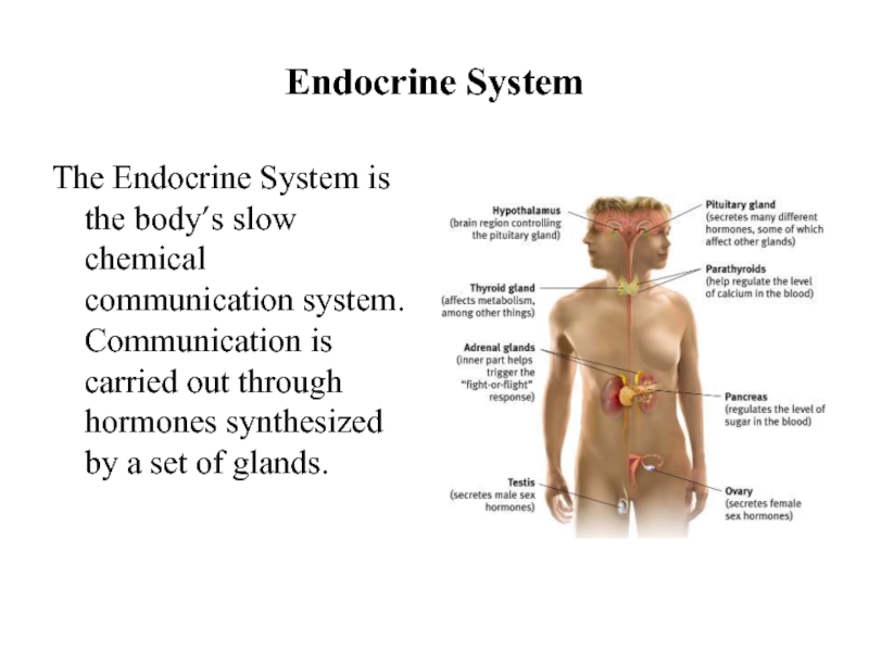 Endocrine SystemThe Endocrine System is the body’s slow chemical communication system.