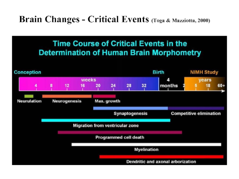 Brain Changes - Critical Events (Toga & Mazziotta, 2000)