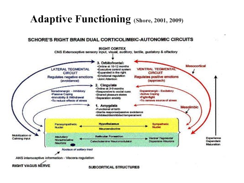 Adaptive Functioning (Shore, 2001, 2009)