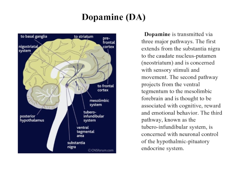 Dopamine (DA)	Dopamine is transmitted via three major pathways. The first extends