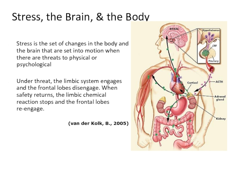 Stress, the Brain, & the BodyStress is the set of changes