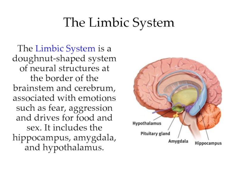 The Limbic System is a doughnut-shaped system of neural structures at