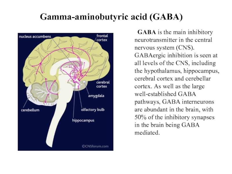 Gamma-aminobutyric acid (GABA)	GABA is the main inhibitory neurotransmitter in the central
