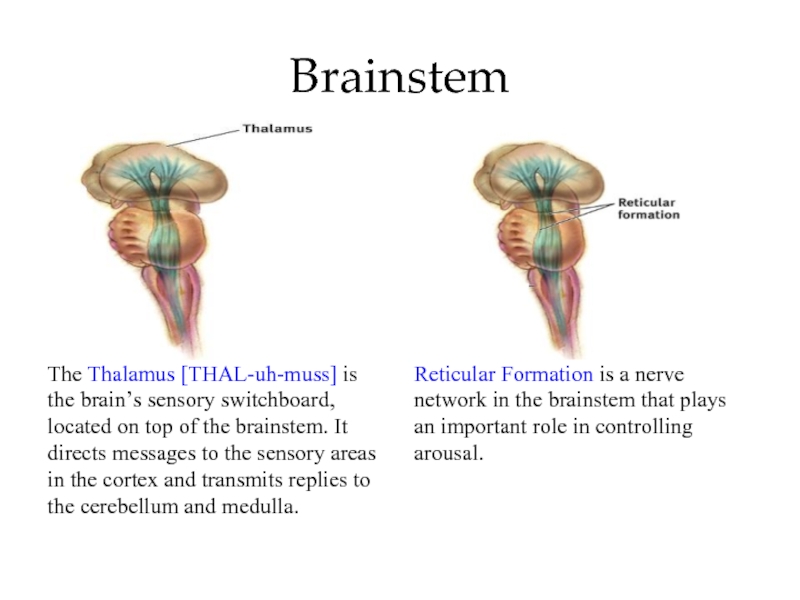 BrainstemThe Thalamus [THAL-uh-muss] is the brain’s sensory switchboard, located on top