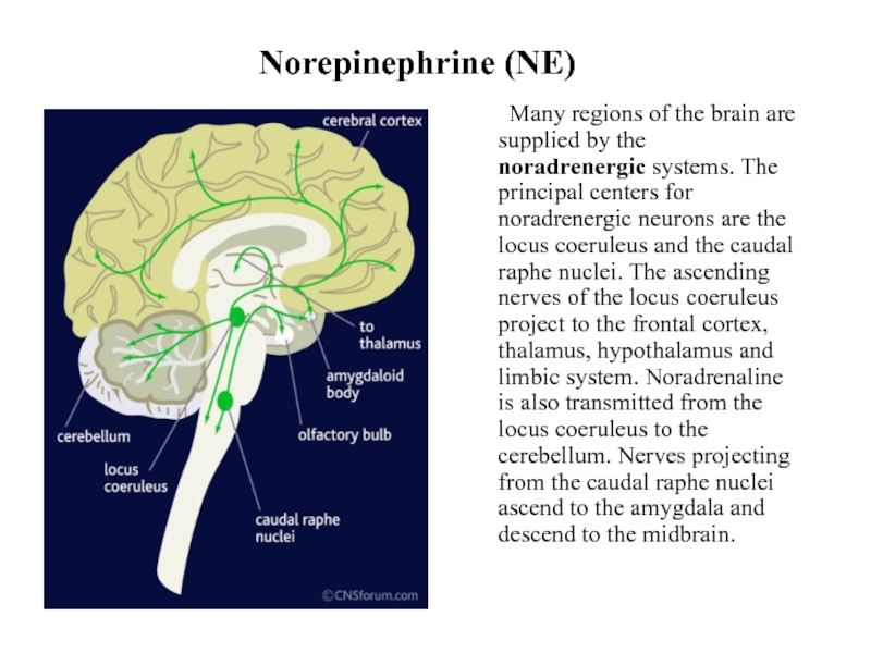 Norepinephrine (NE)	Many regions of the brain are supplied by the noradrenergic