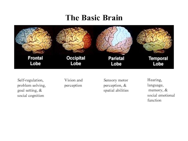 The Basic BrainSelf-regulation, problem solving, goal setting, & social cognitionVision and