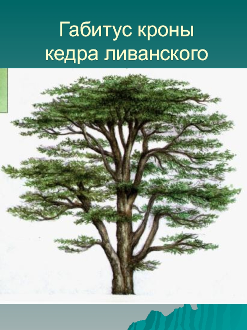 Habitus. Кедр ливанский крона. Ливанский кедр габитус кроны. Ареал ливанского кедра. Габитус дерева.