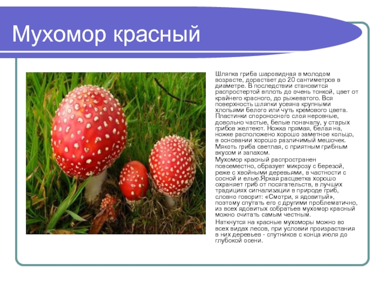 Мухомор красныйШляпка гриба шаровидная в молодом возрасте, дорастает до 20 сантиметров в
