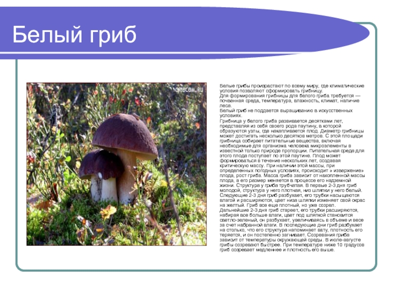 Белый грибБелые грибы произрастают по всему миру, где климатические условия позволяют сформировать