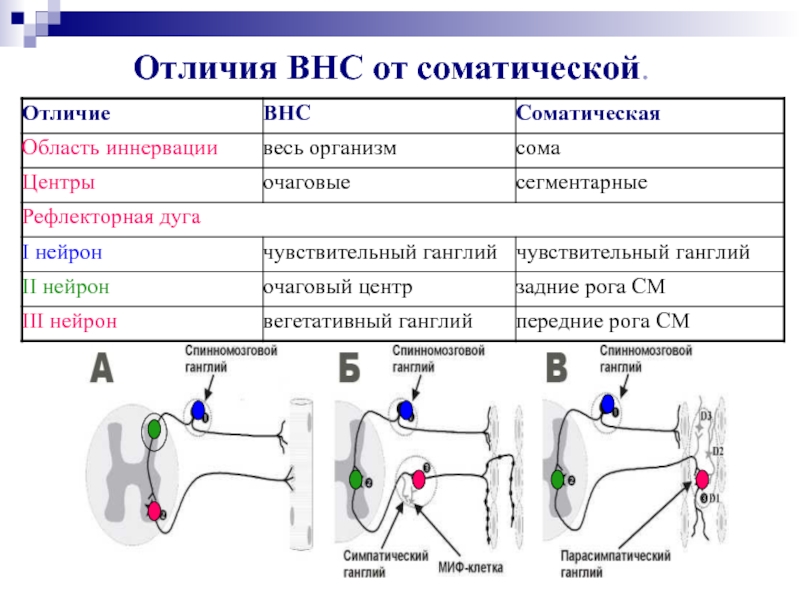 Отличие соматической