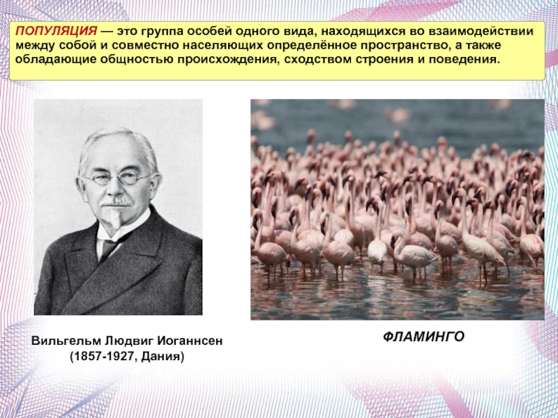 Популяция это. Популяция это группа особей одного вида. Популяция это группа особей. Популяция это группа особей одного вида населяющих.