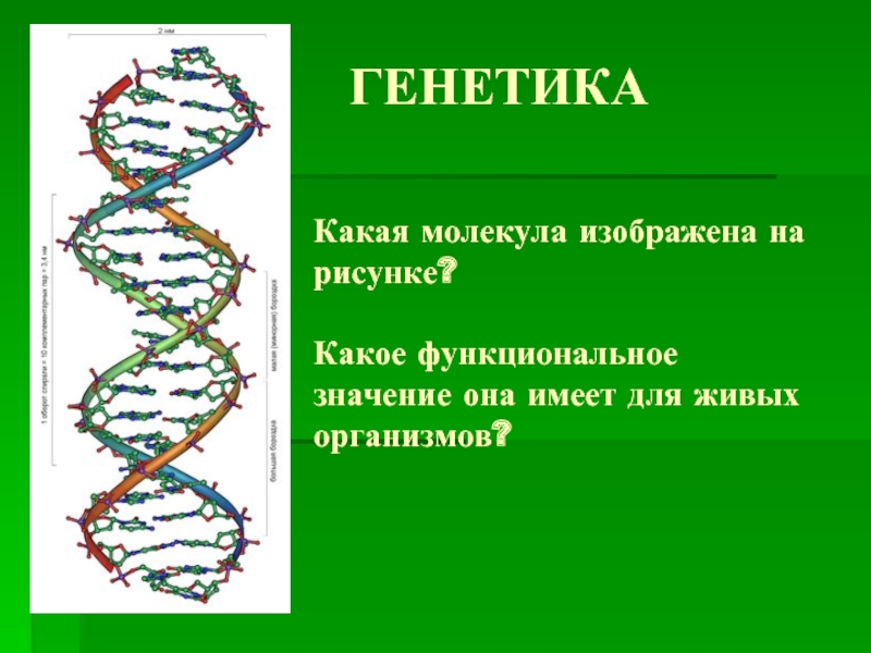 Молекула какого вещества входящего в состав многих структур клетки изображена на рисунке