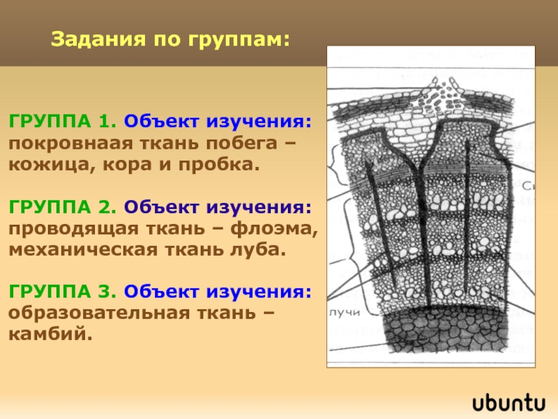 Пробка стебля