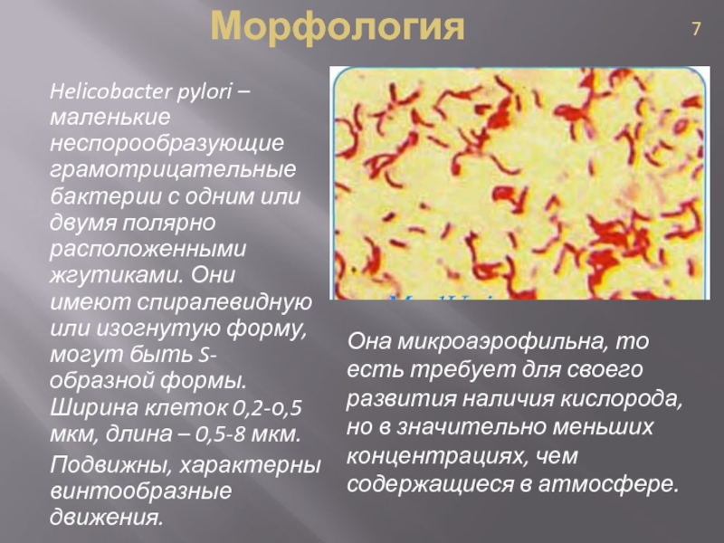 Tratamiento de helicobacter pylori