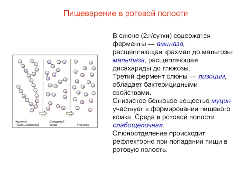 Какую функцию выполняет изображенный на рисунке орган ферментативное расщепление веществ