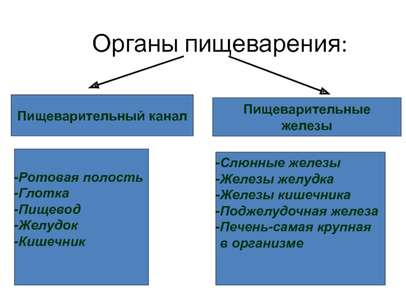 Питание и пищеварение 8 класс биология. Пищеварительный канал и пищеварительные железы. Пищеварительная система 8 класс презентация. Продукты питания биология 8 класс.