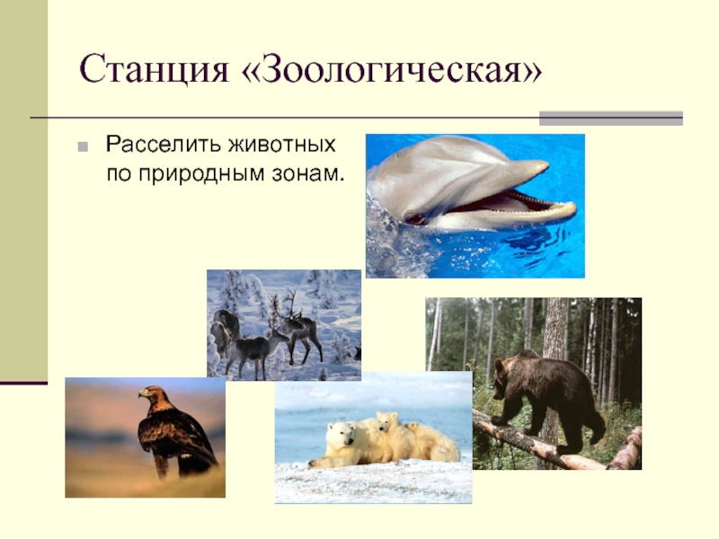 Выберите лишнее животное в природной зоне. Животные природных зон России. Животные различных природных зон. Расселите животных по природным зонам. Животные разных климатических зон.