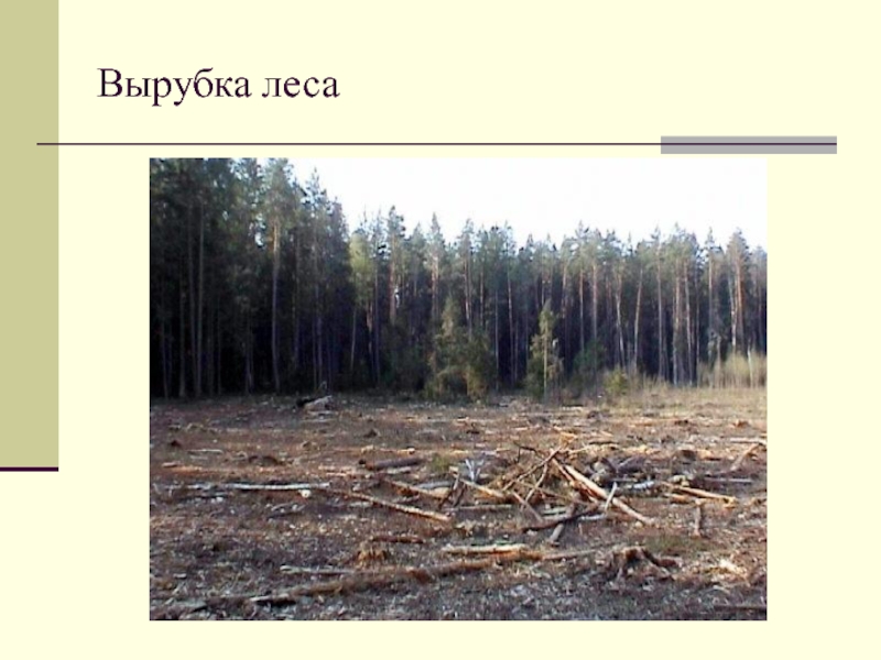 Вырубка леса