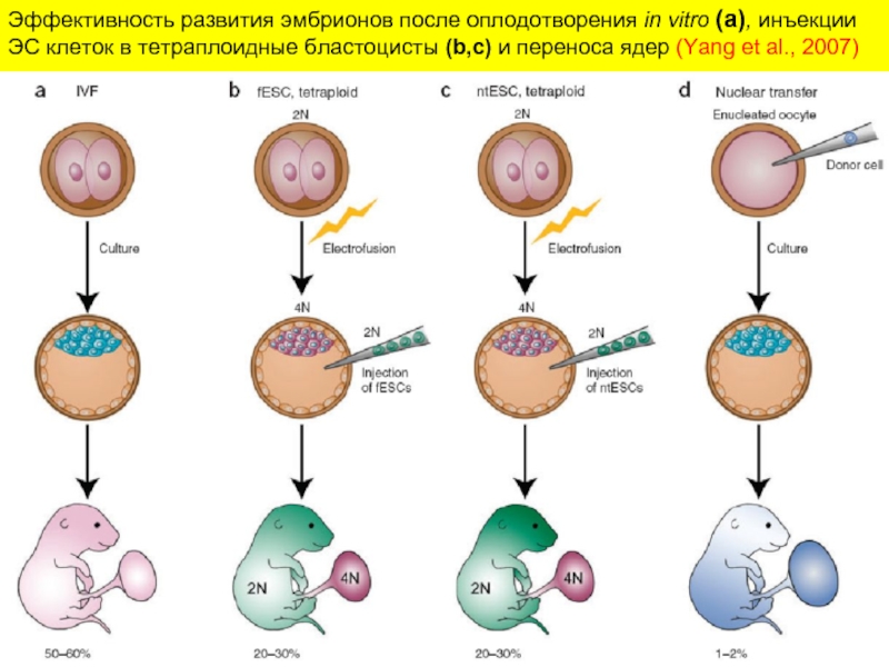 Бластоцистная комплементация. Тетраплоидная клетка. Развитие эмбриона in vitro. Тетраплоидное ядро. Деление тетраплоидной клетки