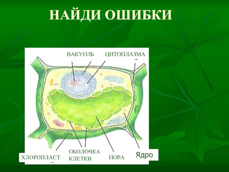 Растительная клетка наличие ядра