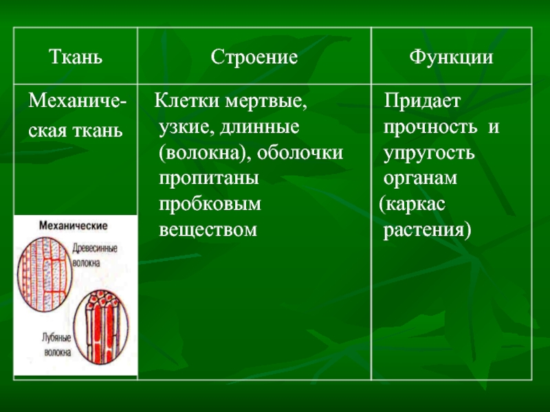 Какую функцию выполняют клетки ткани. Строение механической ткани растений. Механические ткани растений строение и функции. Особенности строения механической ткани растений. Механическая ткань особенности строения и функции.