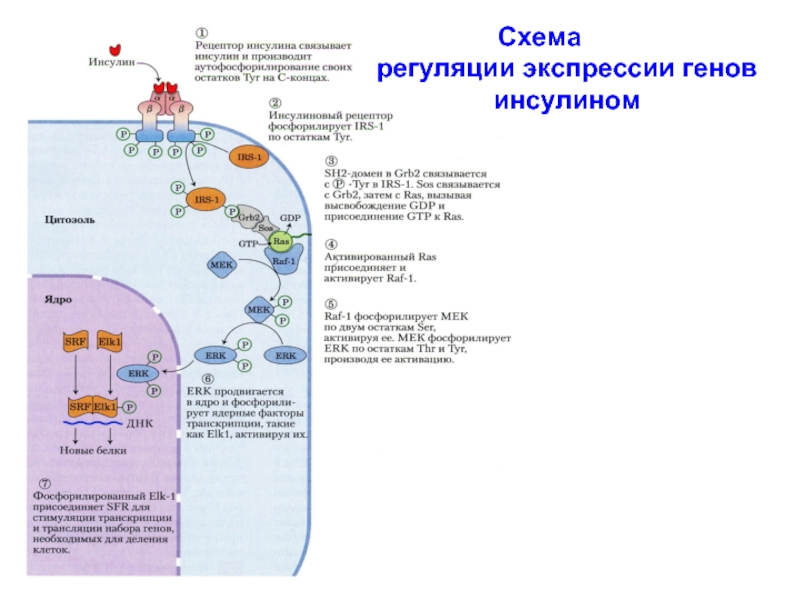 Схема действия инсулина. Ras путь действия инсулина. Схема сигнального пути инсулина. Регуляция экспрессии генов инсулином. Инсулиновый Рецептор.