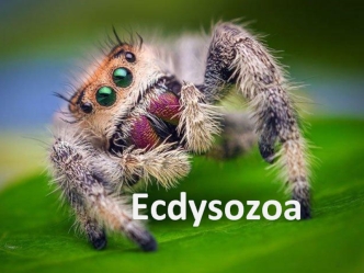 Ecdysozoa. Линяющие
