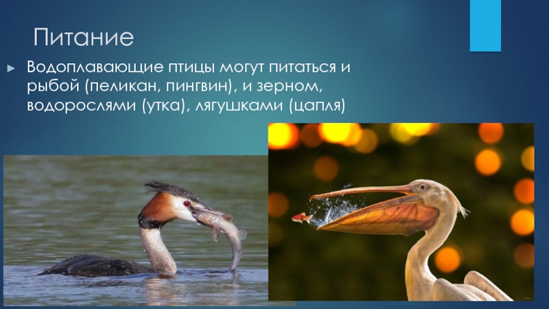 Питание Водоплавающие птицы могут питаться и рыбой (пеликан, пингвин), и зерном, водорослями (утка), лягушками (цапля)