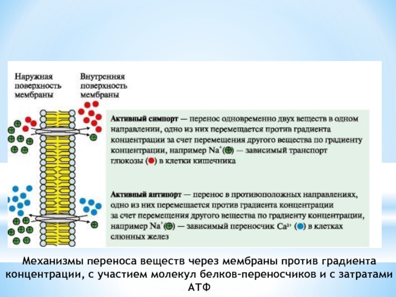 Клеточная мембрана это молекулярная структура впр физика. Перенос через мембрану макромолекул и частиц. Вторичный активный транспорт. Активный и пассивный транспорт веществ через мембрану. Первичный и вторичный активный транспорт.