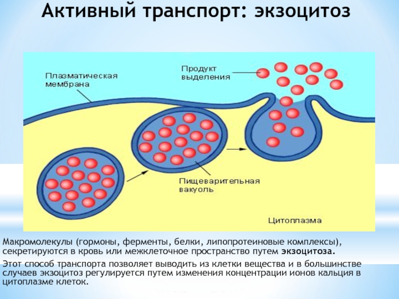 Какими путями вещества поступают в клетку рассмотрите рисунок и назовите процессы