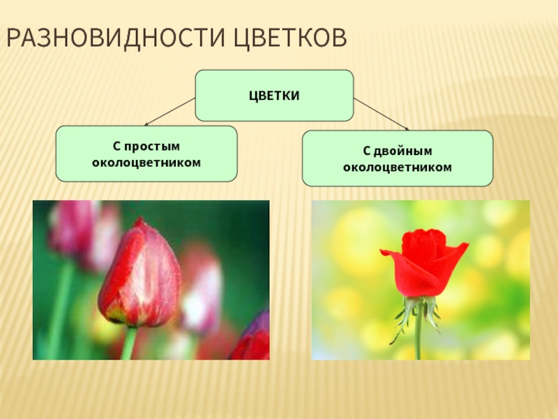 Двойной околоцветник картинки