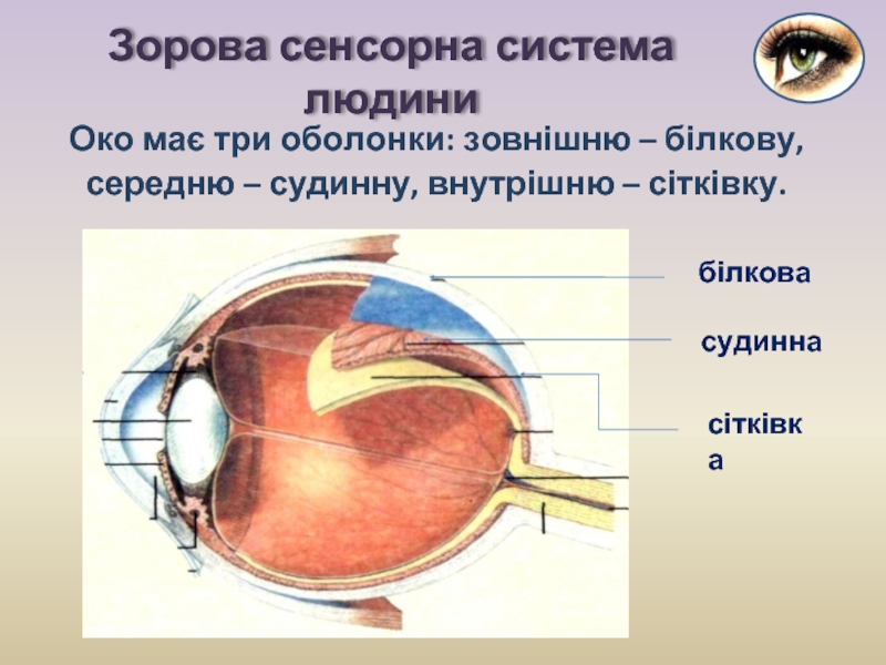 Реферат: Анатомія сітківки