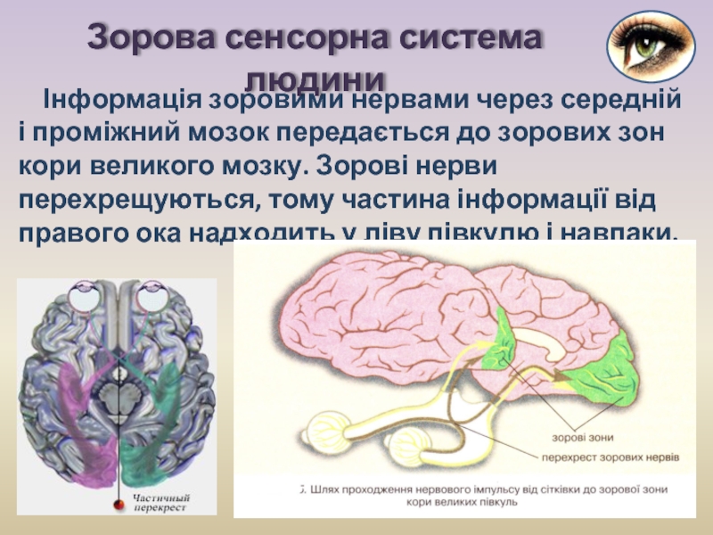 Реферат: Анатомія сітківки