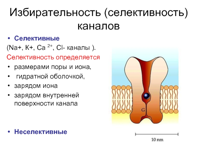 Строение канала. Селективность каналов. Селективные ионные каналы. Неселективные ионные каналы. Селективность избирательность.