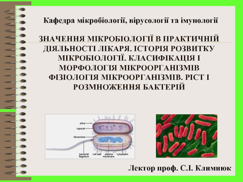 Реферат: Морфологія бактерій Будова бактеріальної клітини