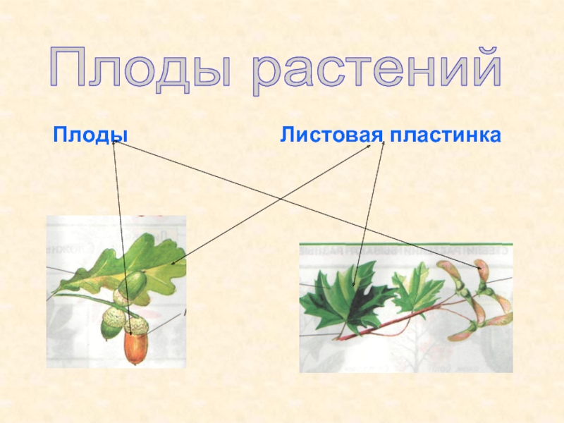 Плоды растений Плоды             Листовая пластинка
