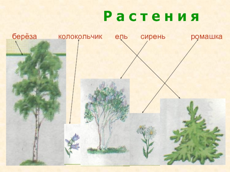 Строение березы схема