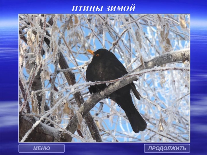 Фото Зимующих Птиц С Названиями