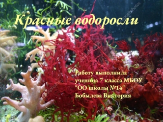 Красные водоросли
